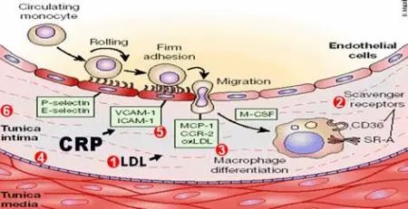 astaxanthin blood vessel scavenger